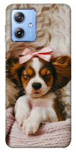 Чехол Sleepy spaniel для Motorola Moto G84