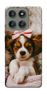 Чохол Sleepy spaniel для Motorola Edge 60 Pro