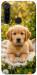 Чехол Small labradore для Xiaomi Redmi Note 8 2021