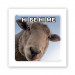 Стикер 3D Animal Collection (Ні бе ні ме)