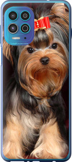 

Чохол Нарисованный йоркширский терьер для iPhone на Motorola G100 1634938