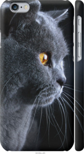 Чохол Гарний кіт на iPhone 6