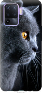 Чехол Красивый кот для Oppo Reno5 Lite